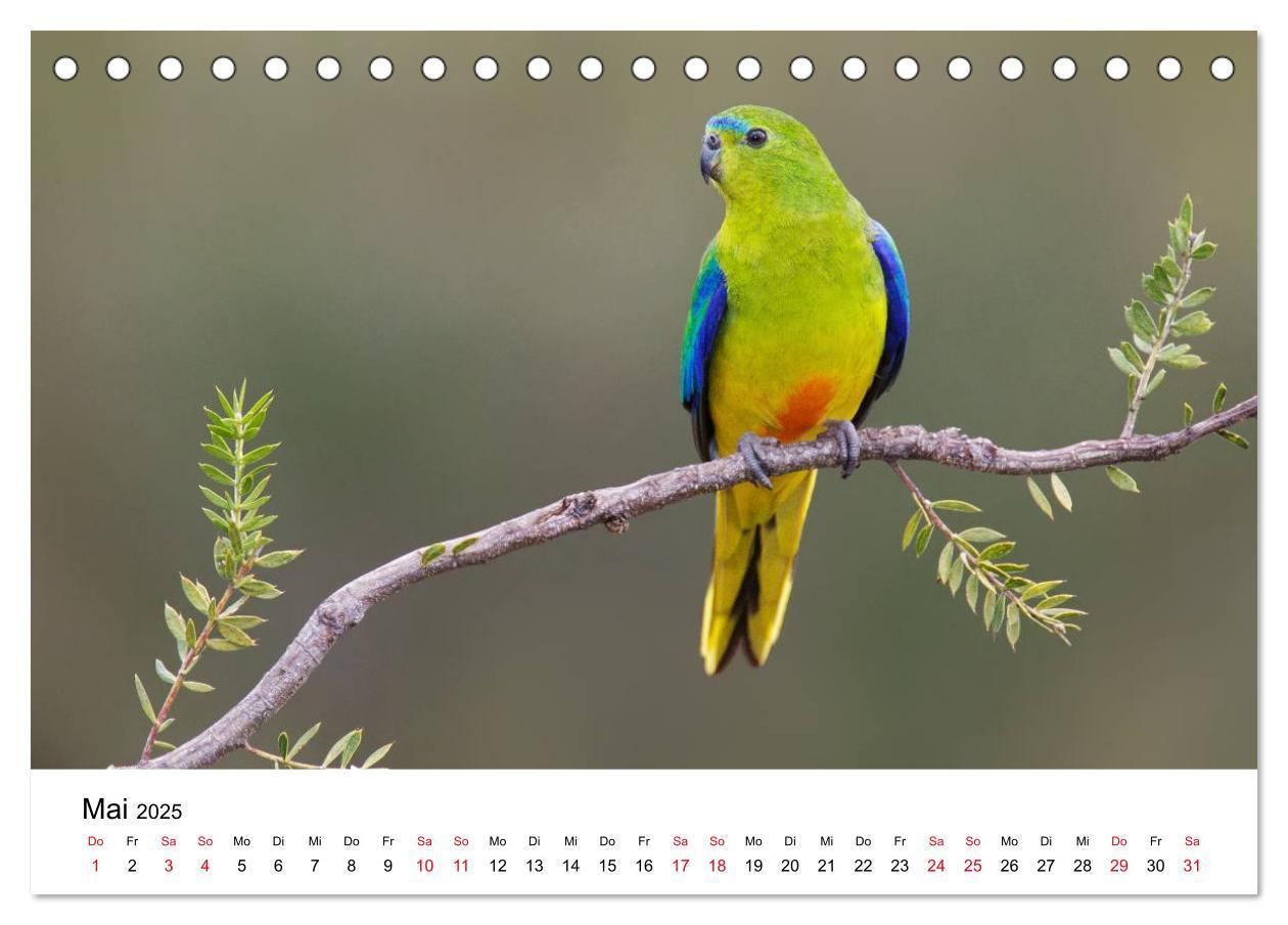 Bild: 9783435612239 | Australische Papageien (Tischkalender 2025 DIN A5 quer), CALVENDO...