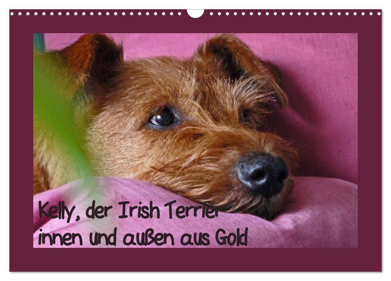 Cover: 9783435286614 | Kelly, der Irish Terrier - innen und außen aus Gold (Wandkalender...