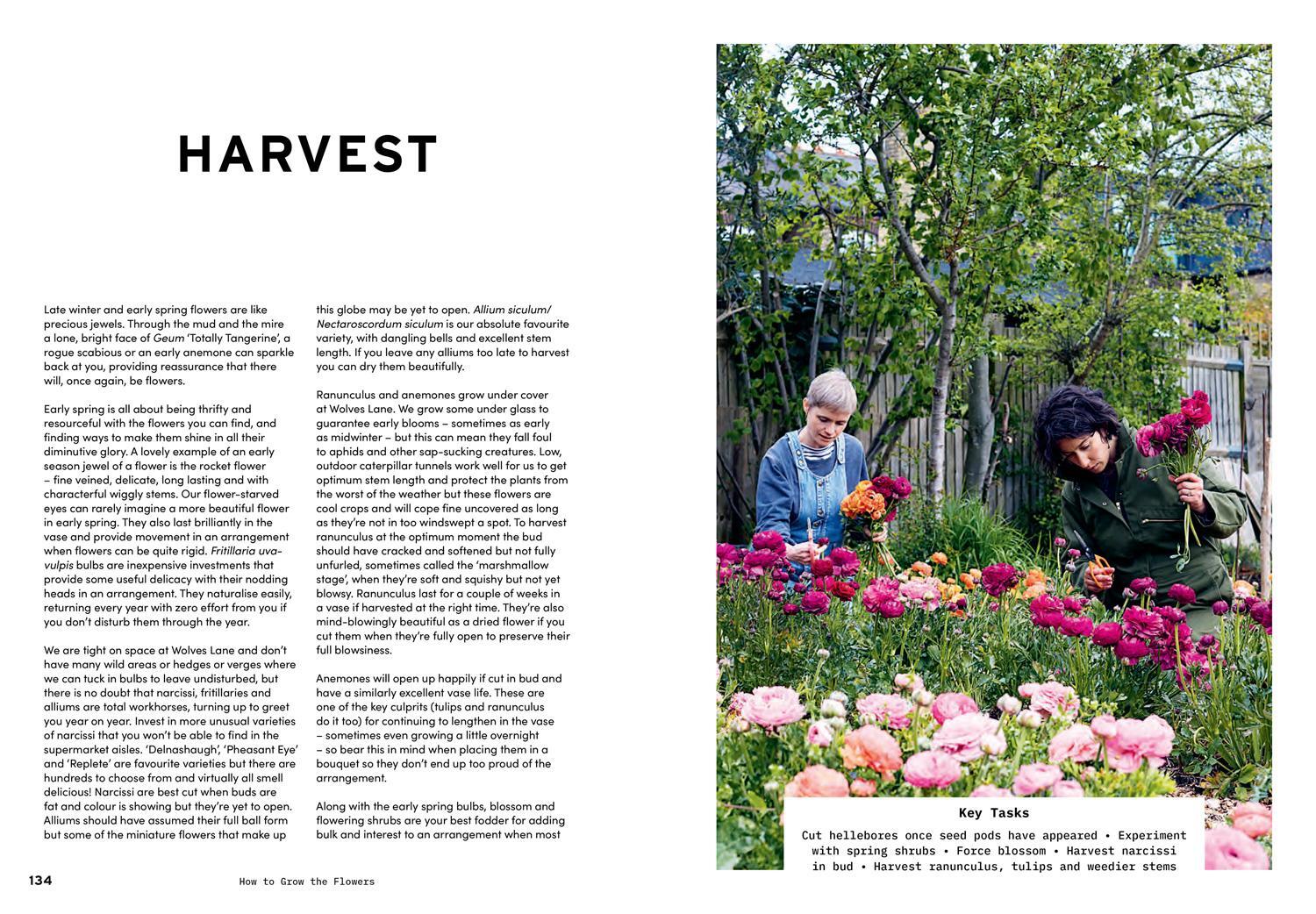 Bild: 9781911682011 | How to Grow the Flowers | Camila Romain (u. a.) | Buch | Gebunden