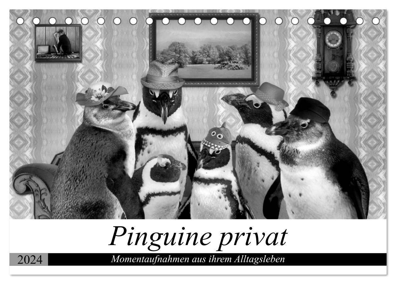 Cover: 9783383120886 | Pinguine privat (Tischkalender 2024 DIN A5 quer), CALVENDO...