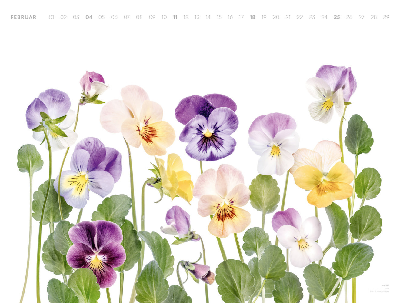 Bild: 9783838424309 | Flowers - Mandy Disher - Kalender 2024 | Mandy Disher (u. a.) | 14 S.