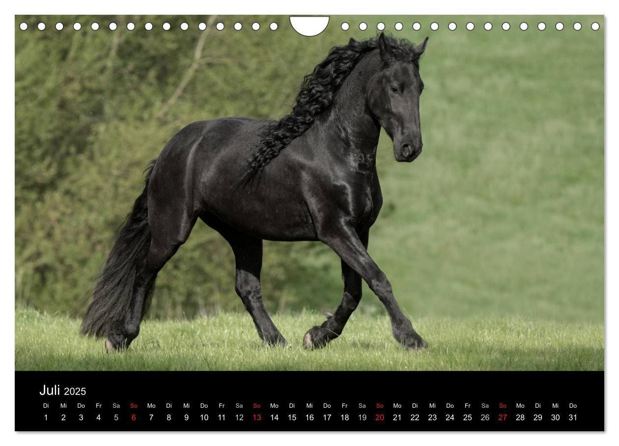 Bild: 9783435541706 | Friesen - Schönheit, Kraft und Eleganz (Wandkalender 2025 DIN A4...