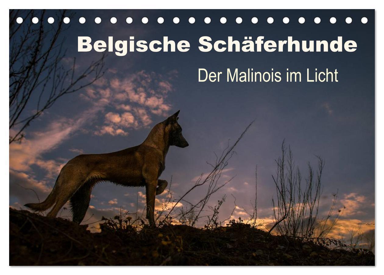 Cover: 9783675634589 | Belgische Schäferhunde - Der Malinois im Licht (Tischkalender 2024...