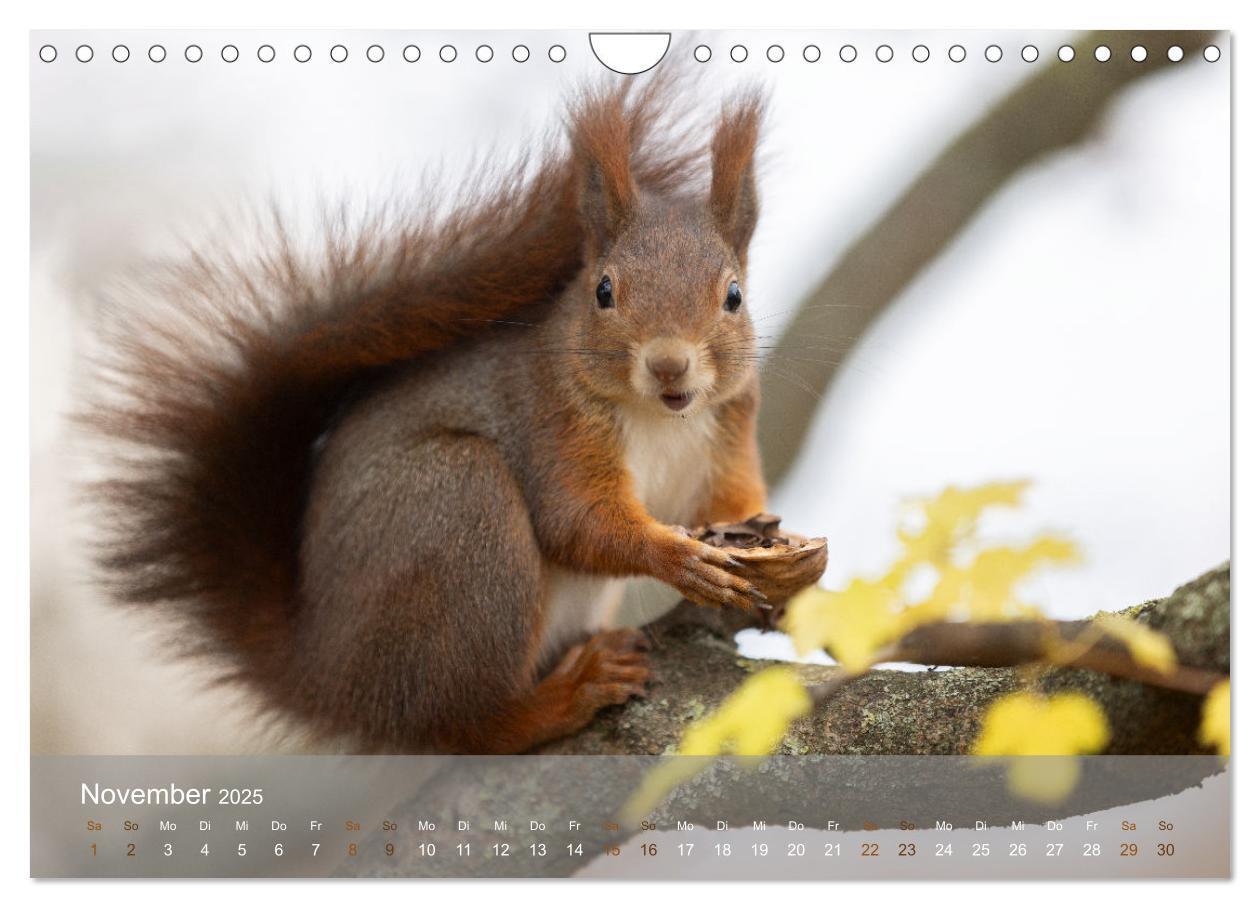 Bild: 9783457177471 | Bezaubernde Eichhörnchen (Wandkalender 2025 DIN A4 quer), CALVENDO...