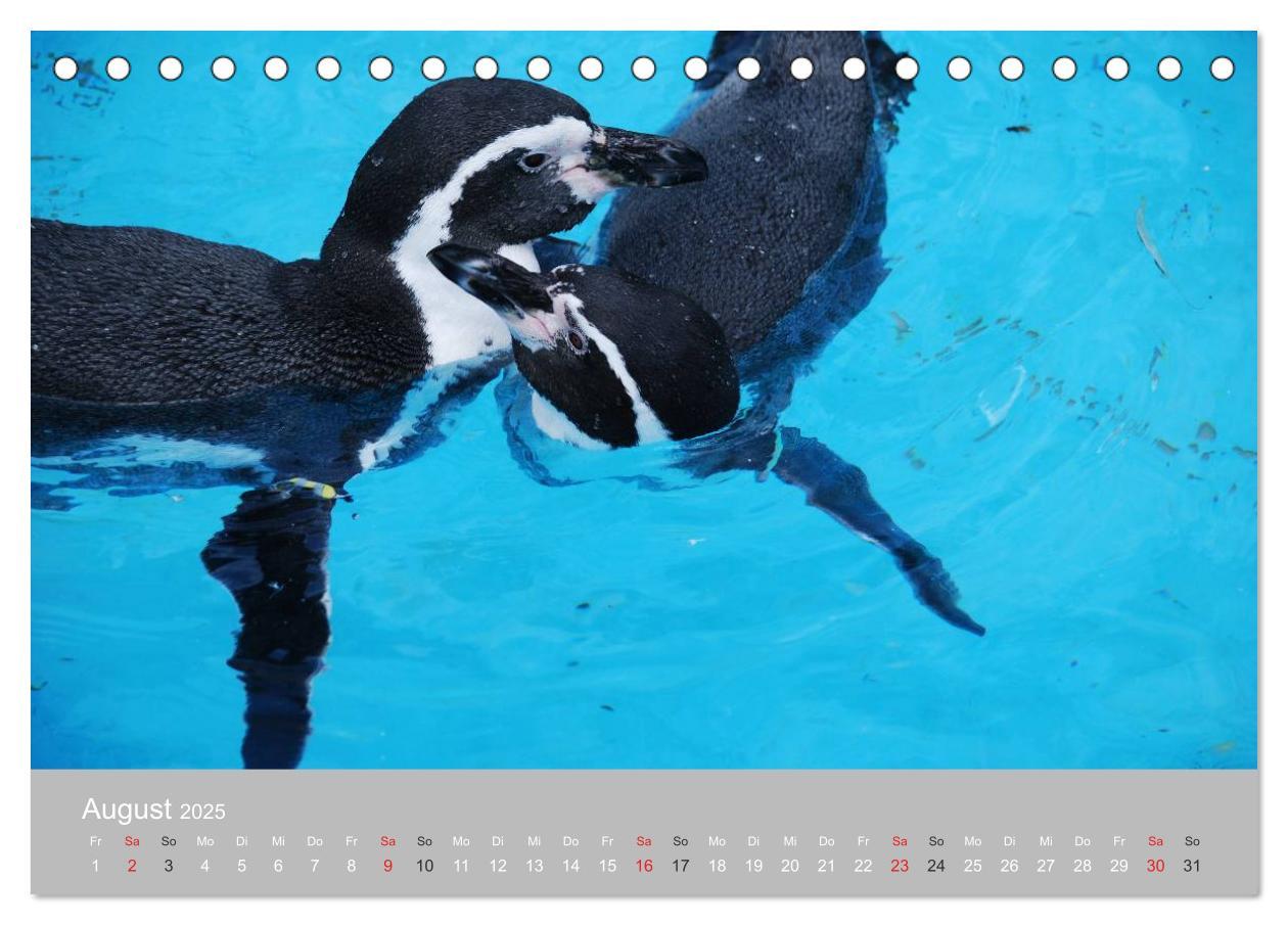 Bild: 9783435789092 | Pinguine 2025 (Tischkalender 2025 DIN A5 quer), CALVENDO...