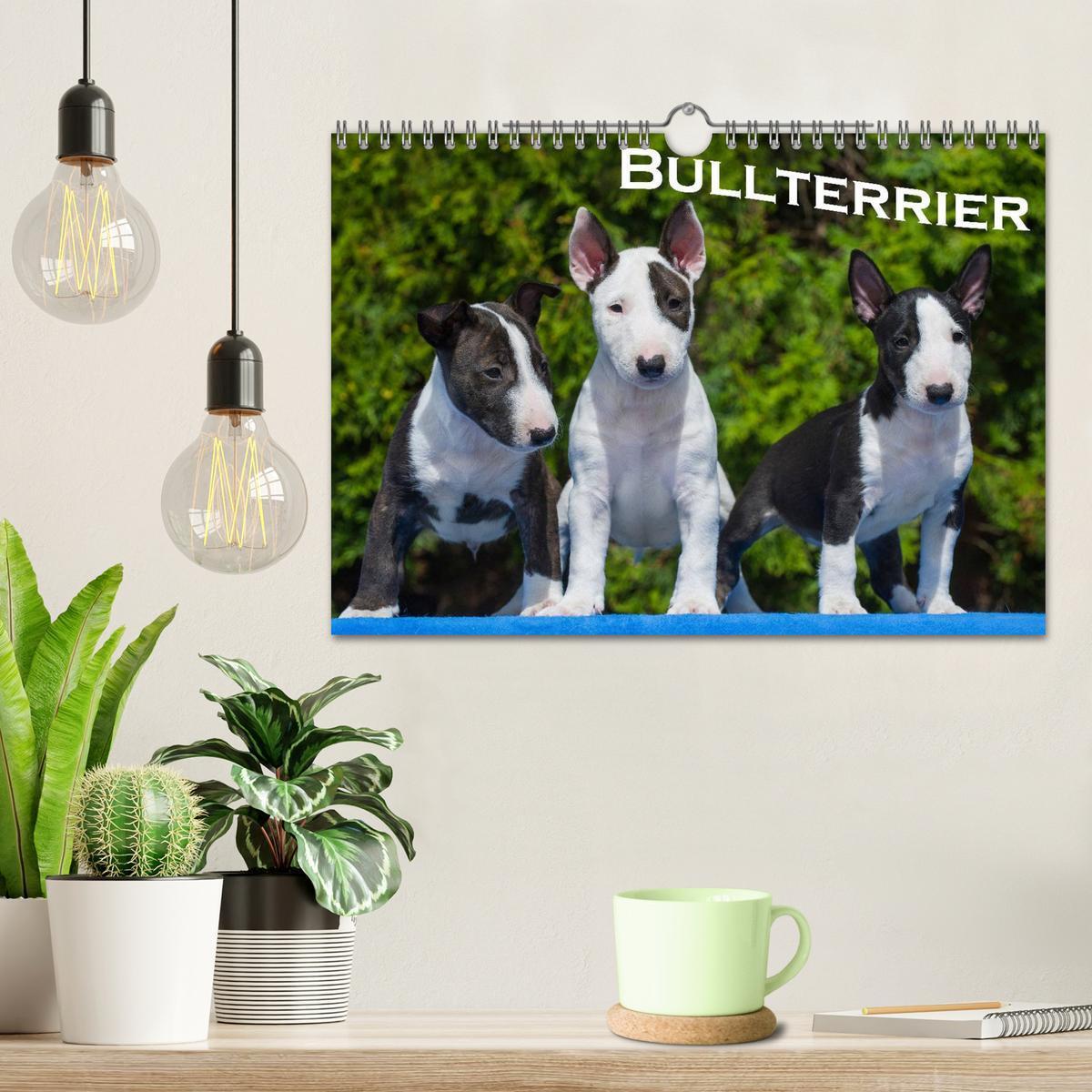 Bild: 9783435768844 | Bullterrier (Wandkalender 2025 DIN A4 quer), CALVENDO Monatskalender