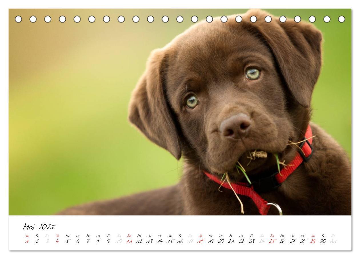 Bild: 9783435714353 | Labrador Welpe - Seelenhund (Tischkalender 2025 DIN A5 quer),...