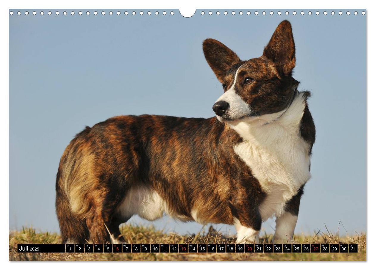 Bild: 9783435670734 | Welsh Corgi - Kobold auf 4 Pfoten (Wandkalender 2025 DIN A3 quer),...