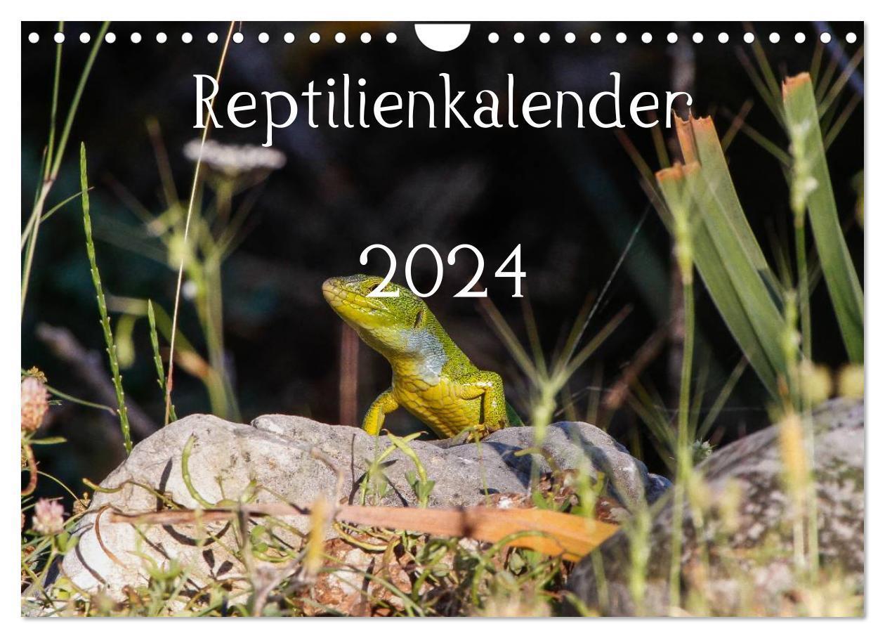Cover: 9783383553035 | Reptilienkalender 2024 (Wandkalender 2024 DIN A4 quer), CALVENDO...