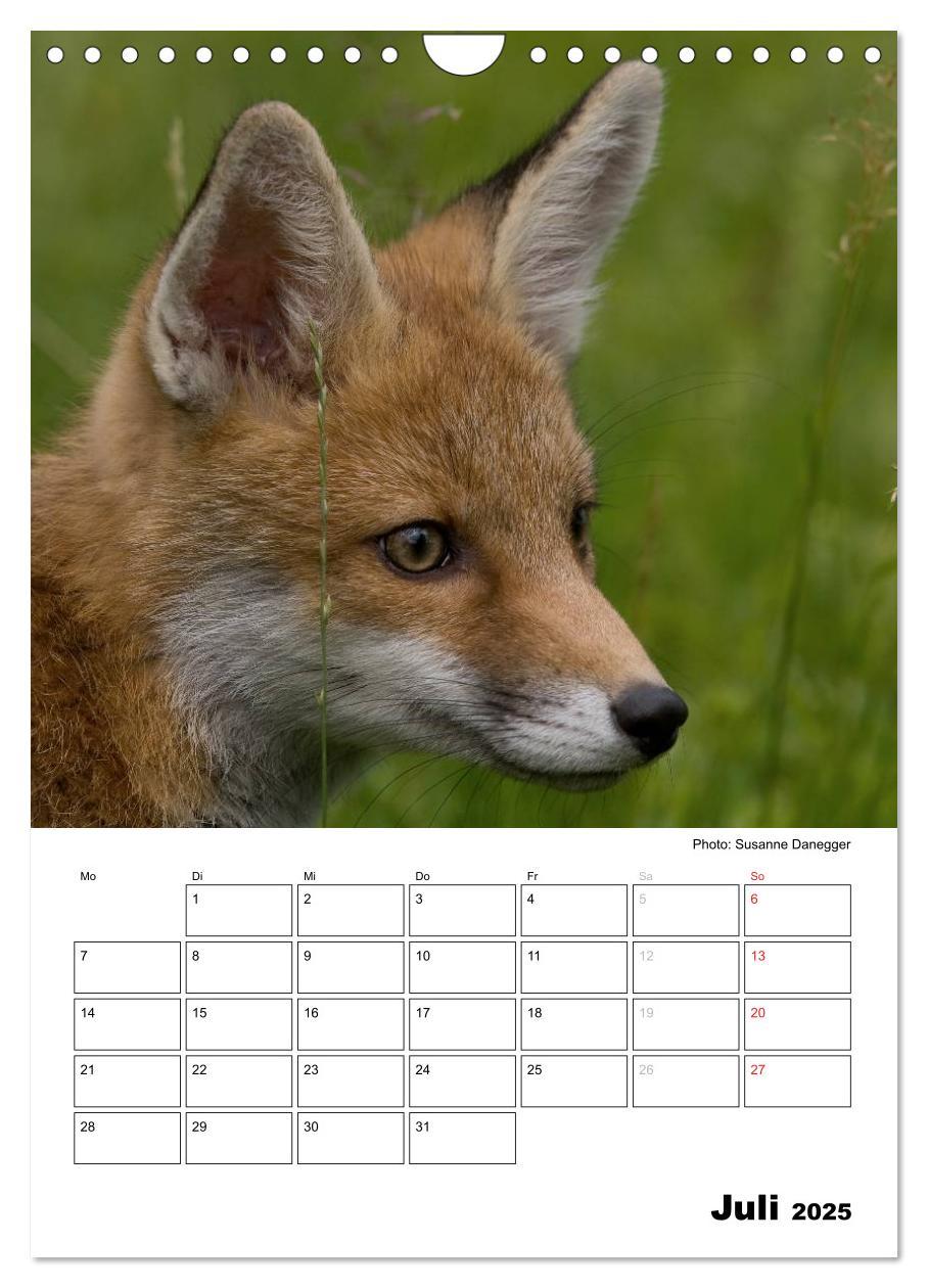 Bild: 9783457087008 | Rotfuchs - Impressionen (Wandkalender 2025 DIN A4 hoch), CALVENDO...