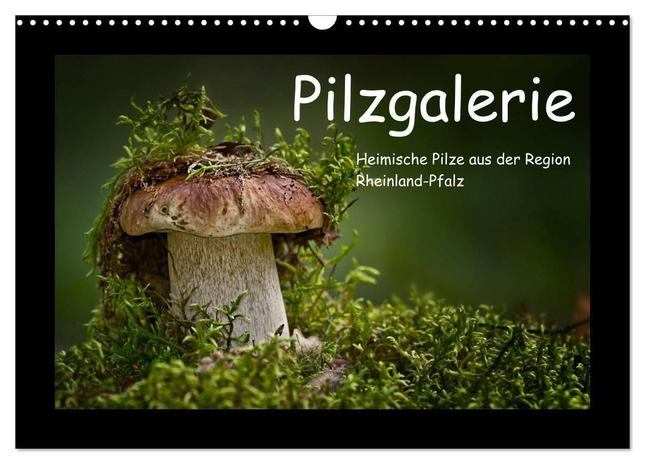 Cover: 9783435425952 | Pilzgalerie - Heimische Pilze aus der Region Rheinland-Pfalz...