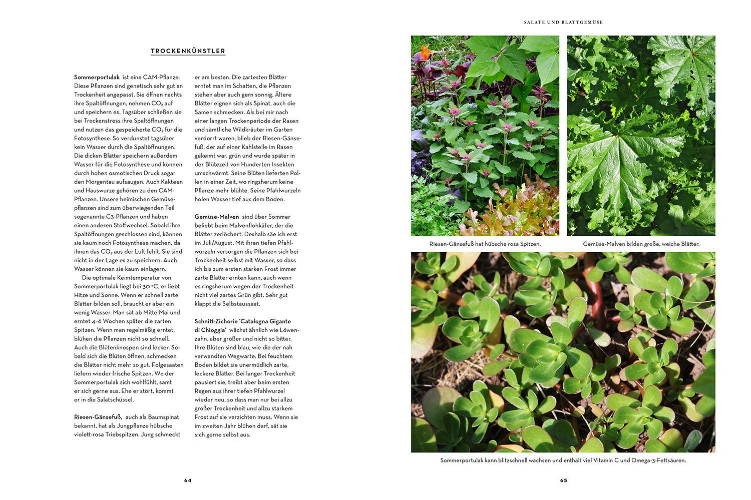 Bild: 9783440178805 | Trockenhelden im Gemüsebeet | Ortrud Grieb | Taschenbuch | 128 S.