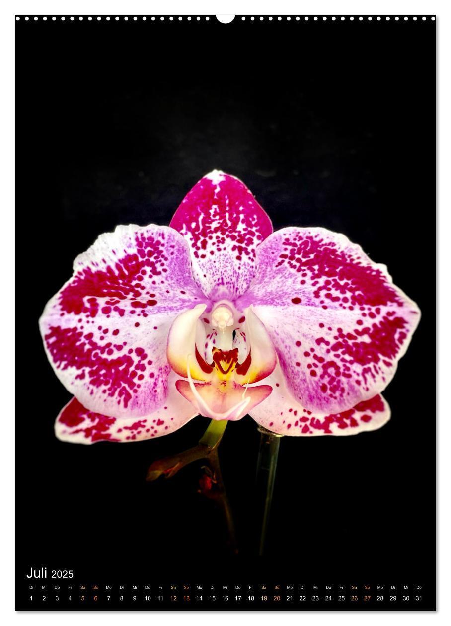 Bild: 9783435880676 | Orchideen - Exoten im Wohnzimmer (Wandkalender 2025 DIN A2 hoch),...