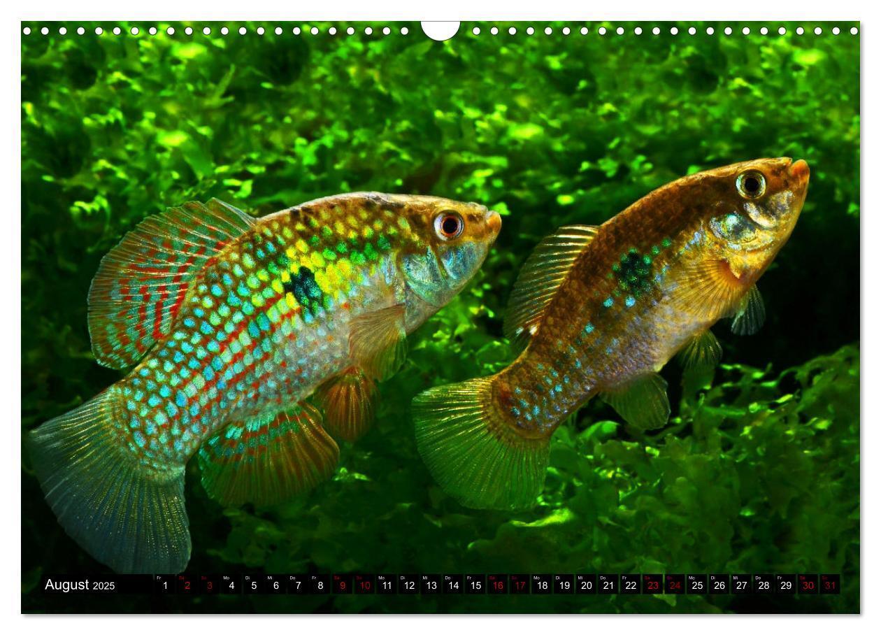 Bild: 9783383911651 | Outdoor-Aquaristik (Wandkalender 2025 DIN A3 quer), CALVENDO...