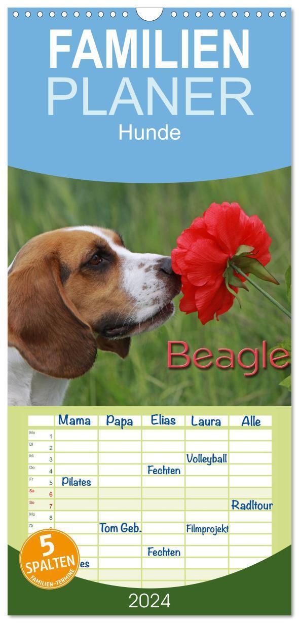 Cover: 9783383106644 | Familienplaner 2024 - Beagle mit 5 Spalten (Wandkalender, 21 x 45...