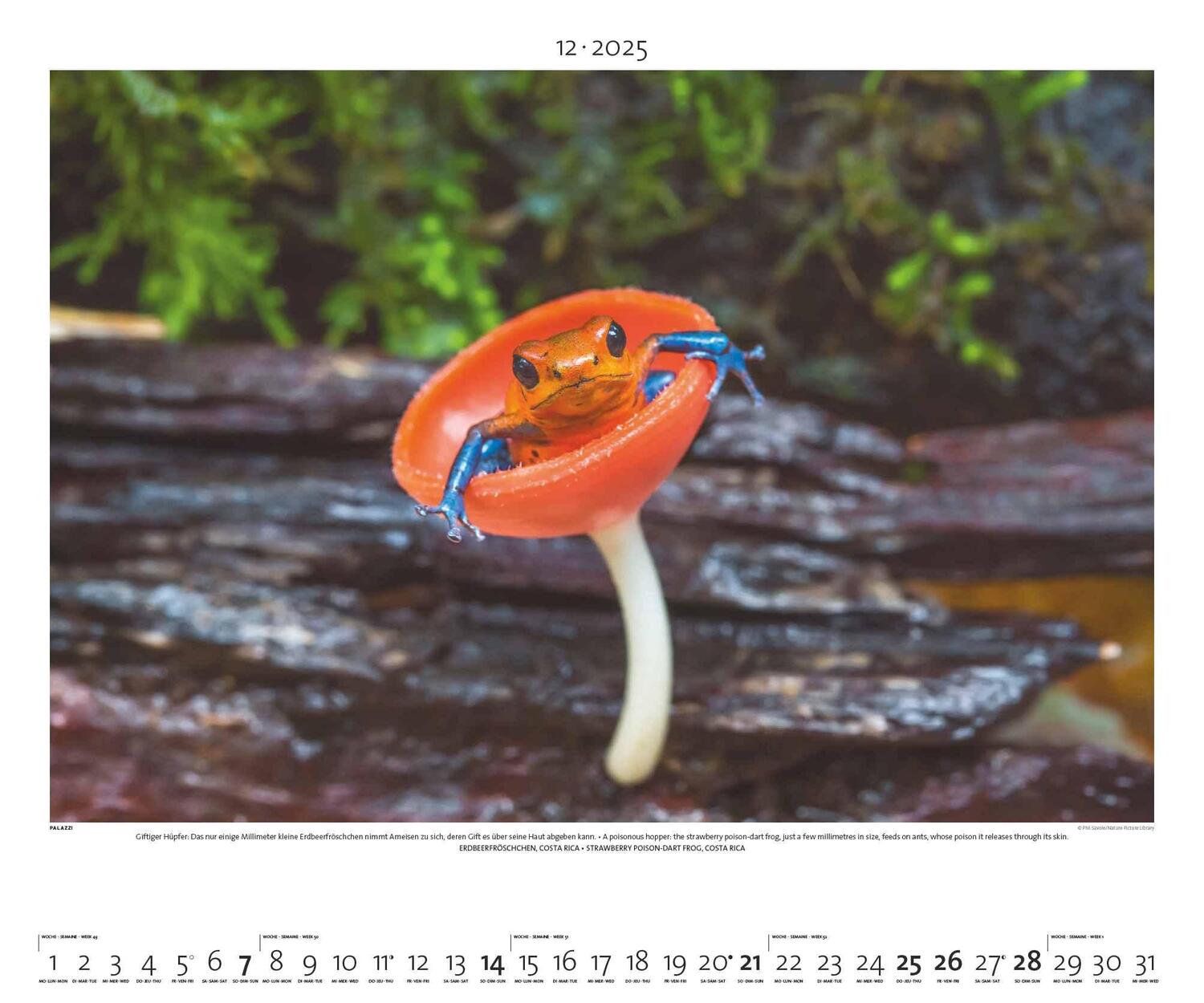 Bild: 4251734300768 | Regenwald 2025 - Bild-Kalender - Poster-Kalender - 60x50 | Rainforest