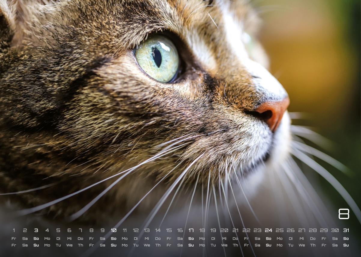 Bild: 9783986733865 | Miau - Unsere Stubentiger - Der Katzenkalender - 2025 - Kalender...