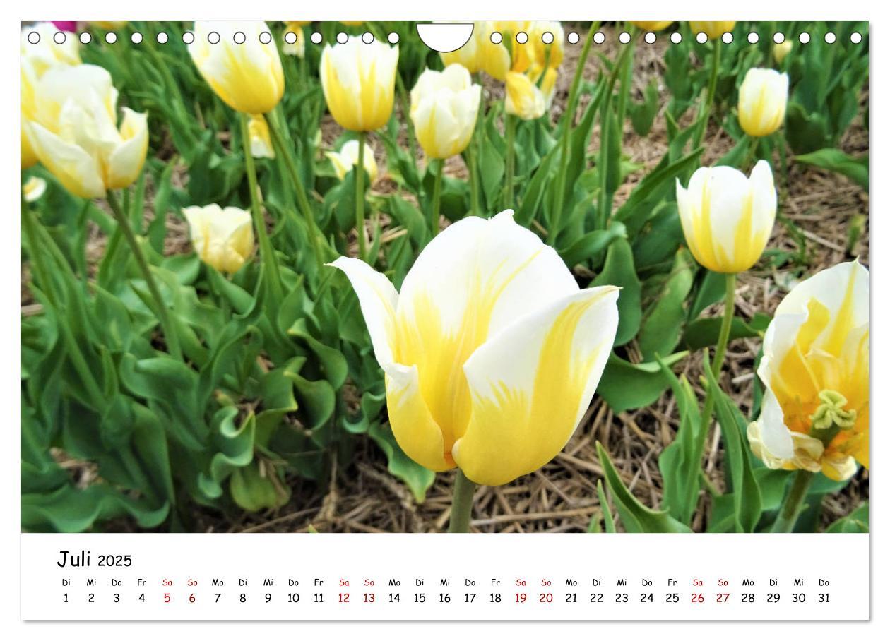 Bild: 9783435261840 | Tulpenblüte in Flevoland 2025 (Wandkalender 2025 DIN A4 quer),...