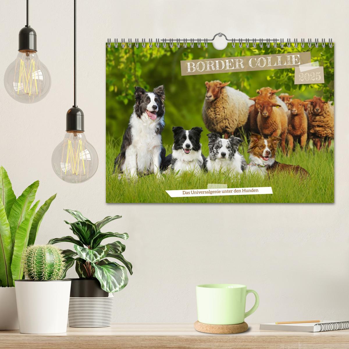 Bild: 9783457157749 | Border Collie - Das Universalgenie unter den Hunden (Wandkalender...