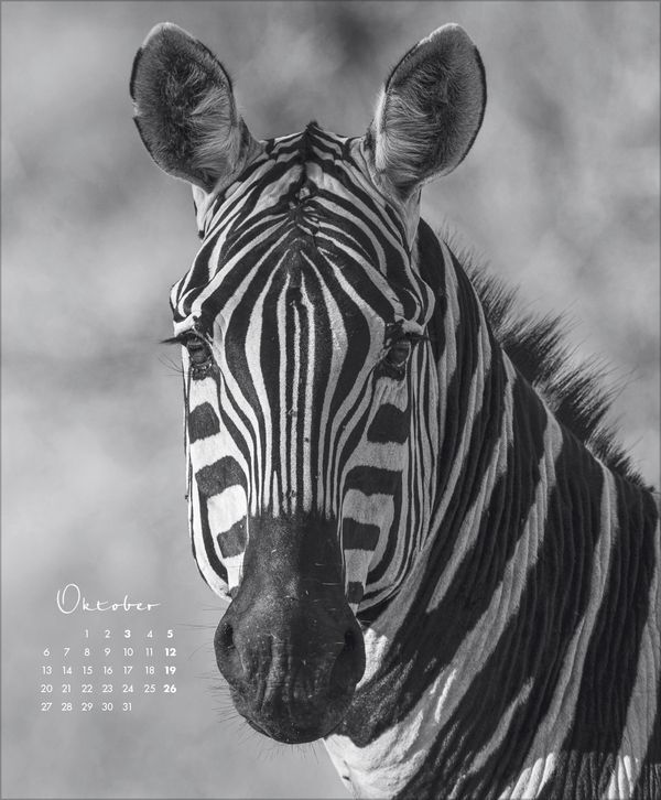 Bild: 9783731880011 | WildLife 2025 | Korsch Verlag | Kalender | Spiralbindung | 14 S.