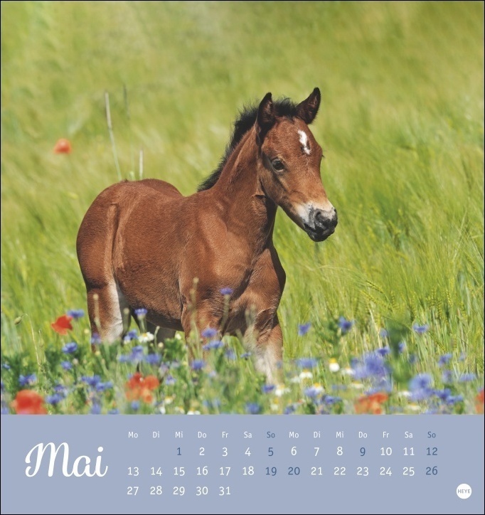 Bild: 9783756404056 | Kuschelfohlen Postkartenkalender 2024. Ein kleiner Kalender voll...