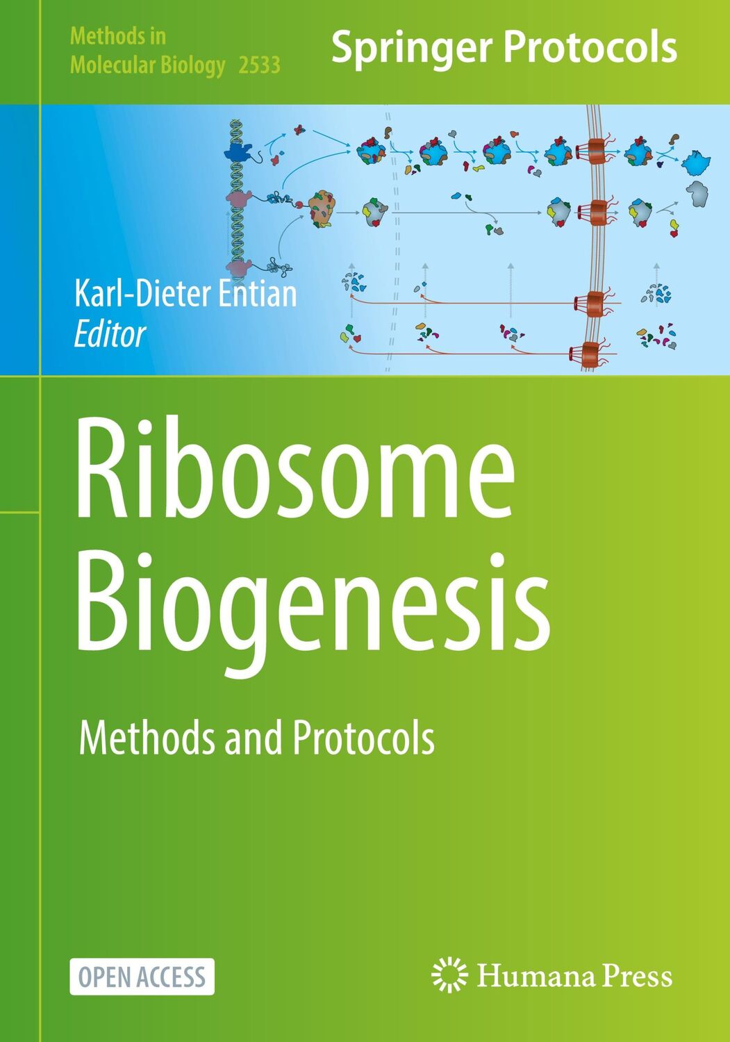 Cover: 9781071625002 | Ribosome Biogenesis | Methods and Protocols | Karl-Dieter Entian | xiv