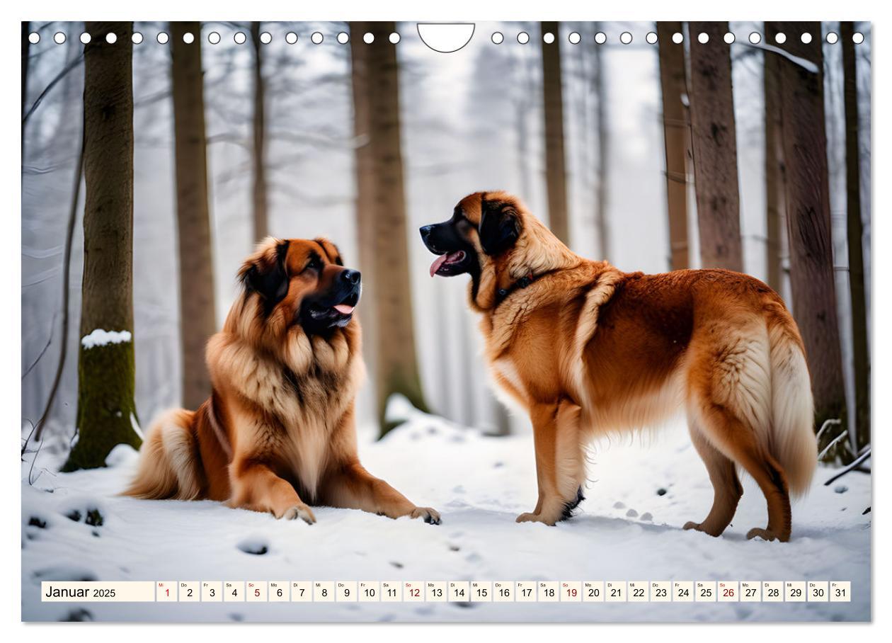 Bild: 9783457244487 | Leonberger - der zahme Löwe (Wandkalender 2025 DIN A4 quer),...