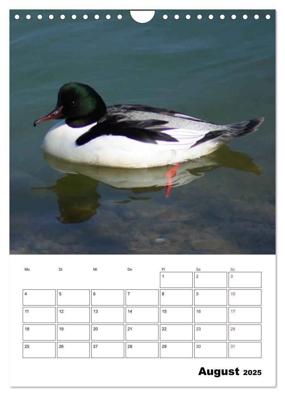 Bild: 9783457011416 | Liebenswerte Enten (Wandkalender 2025 DIN A4 hoch), CALVENDO...