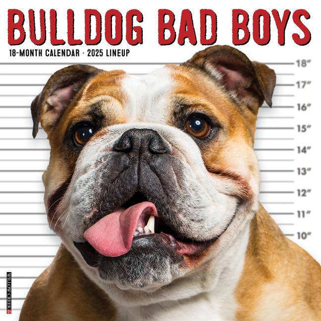 Cover: 9781549242014 | Bulldog Bad Boys 2025 12 X 12 Wall Calendar | Willow Creek Press