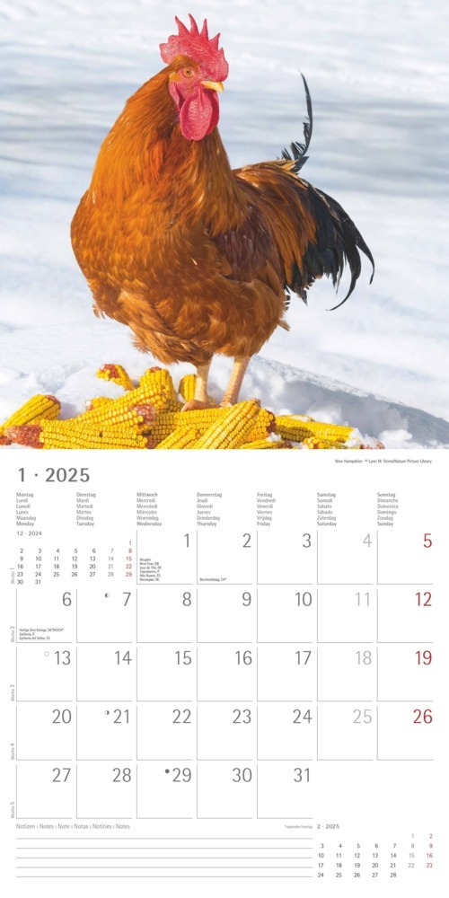 Bild: 4251732344306 | Alpha Edition - Hühner 2025 Broschürenkalender, 30x30cm, Kalender...