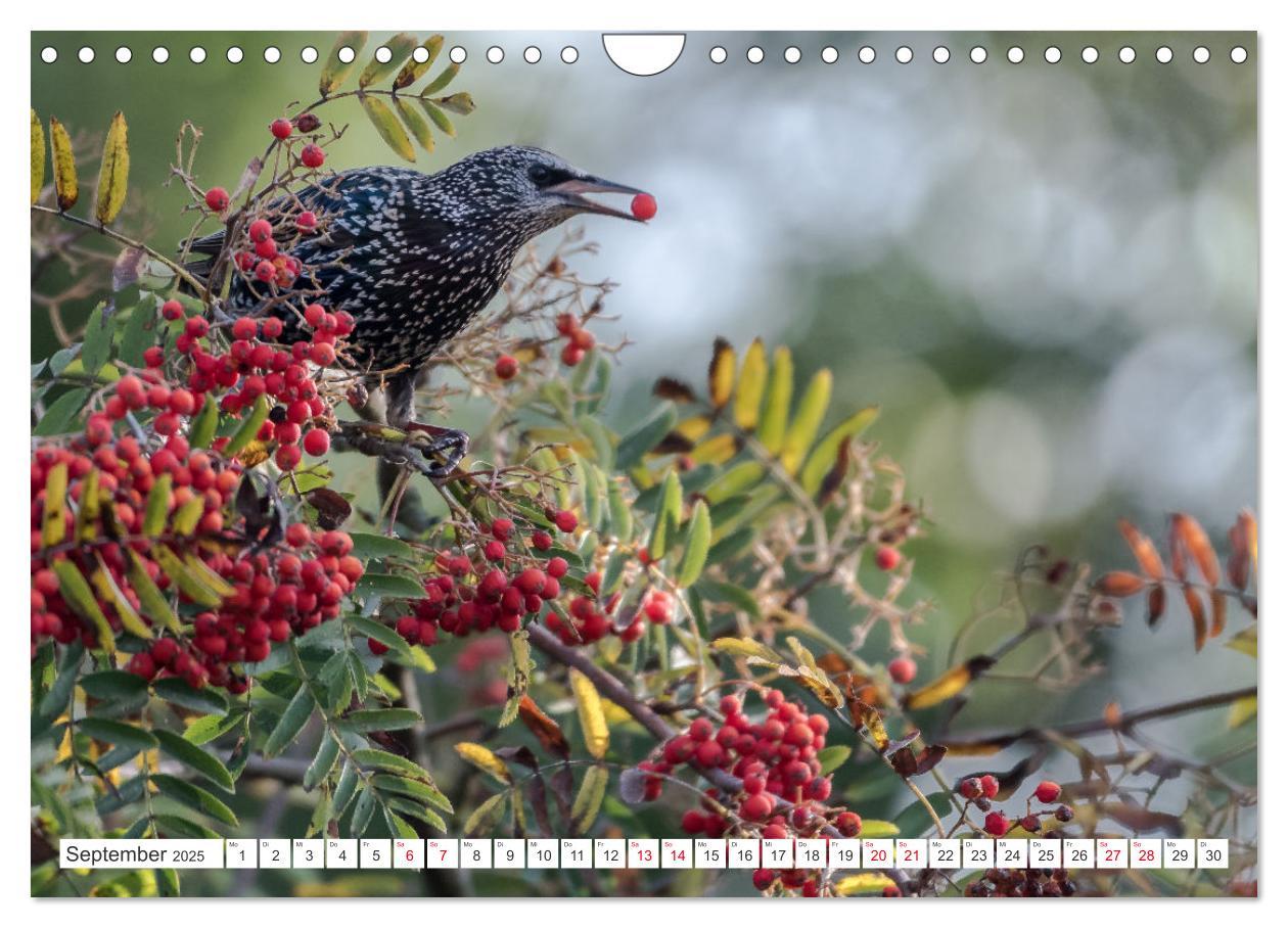 Bild: 9783383955235 | Naturschönheiten im Biosphärerenreservat Rhön (Wandkalender 2025...