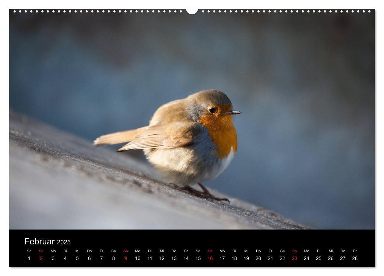 Bild: 9783435797097 | Tierkalender 2025 (Wandkalender 2025 DIN A2 quer), CALVENDO...