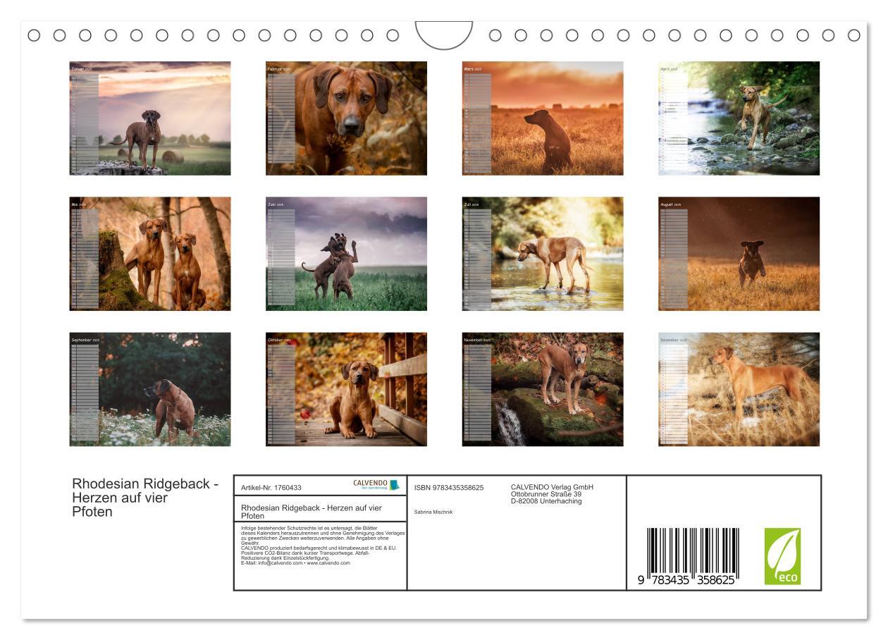 Bild: 9783435358625 | Rhodesian Ridgeback - Herzen auf vier Pfoten (Wandkalender 2025 DIN...