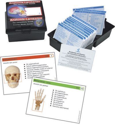 Cover: 9783808568538 | Das menschliche Skelett, Lernkarten | Knochen, Bänder, Gelenke | Box