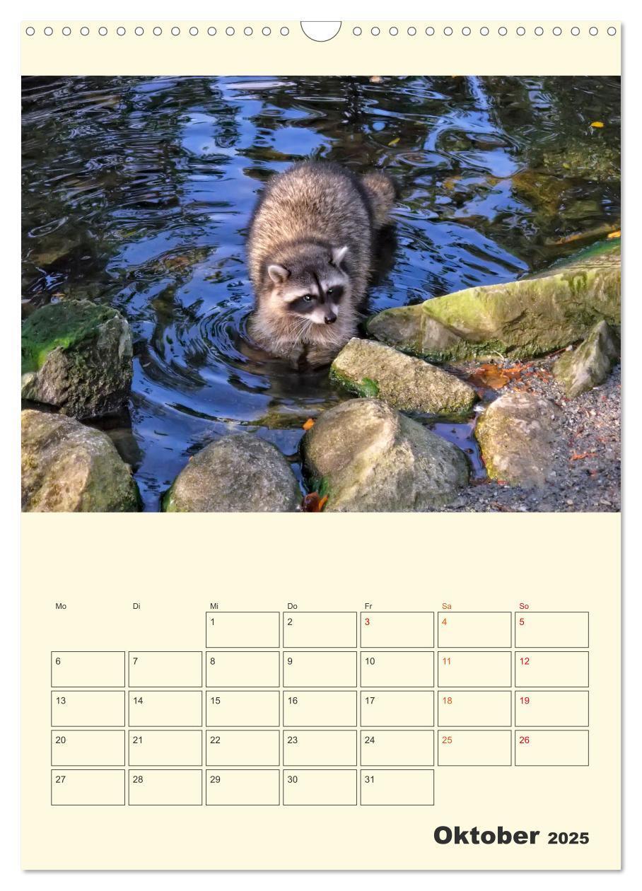 Bild: 9783435903504 | Drolliger Waschbär (Wandkalender 2025 DIN A3 hoch), CALVENDO...