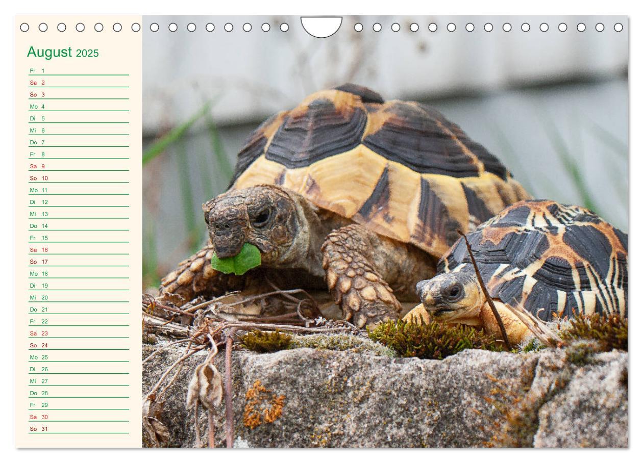 Bild: 9783435131983 | Meine Schildkröten - Geburtstagskalender (Wandkalender 2025 DIN A4...