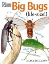 Cover: 9780565092139 | Big Bugs Life-Size | George Beccaloni | Taschenbuch | 2010