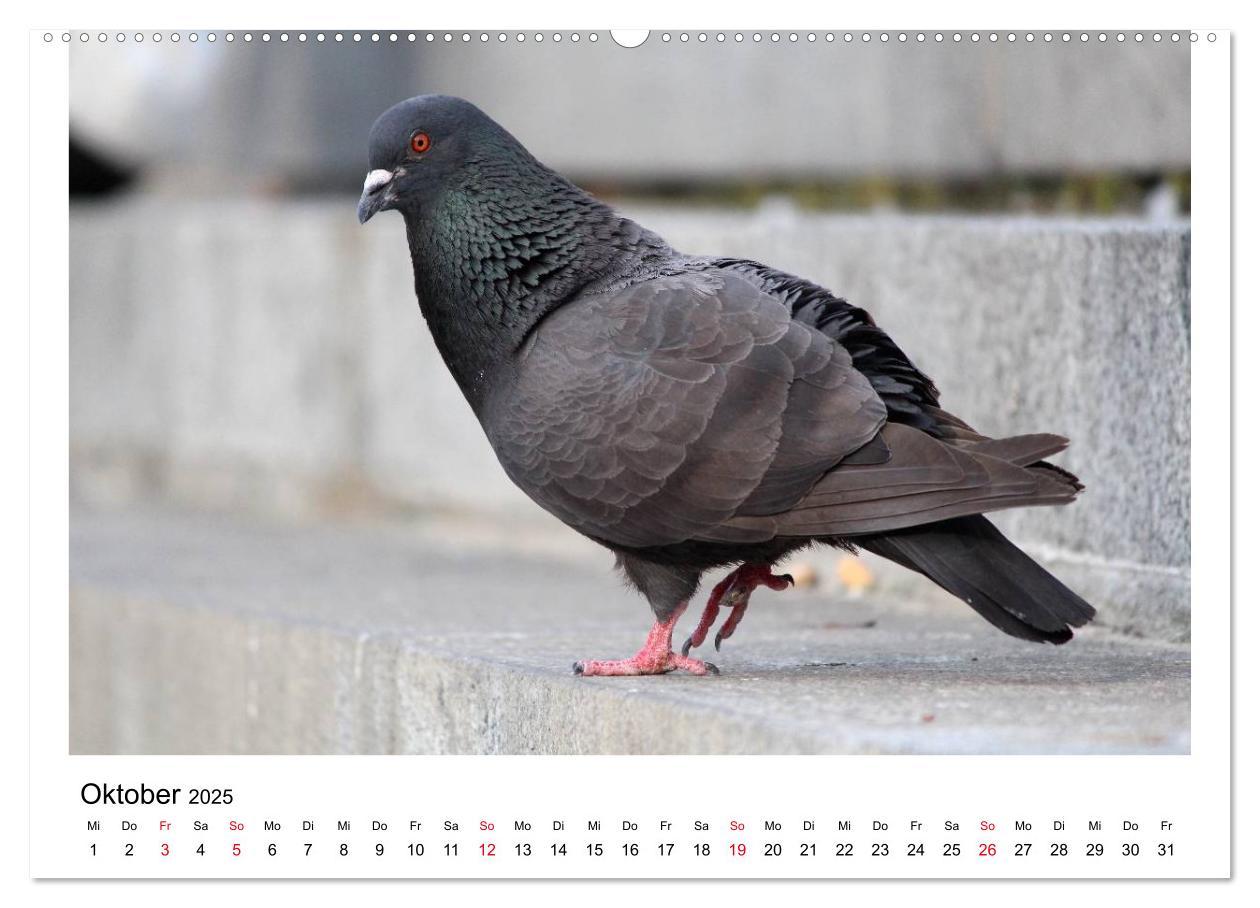 Bild: 9783435755899 | Geliebte Tauben (Wandkalender 2025 DIN A2 quer), CALVENDO...