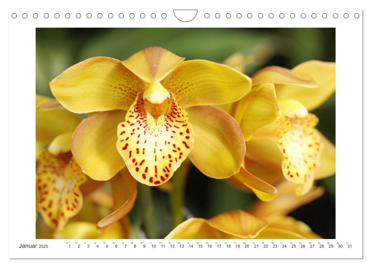 Bild: 9783435289455 | Orchideen Feuerwerk der Farben (Wandkalender 2025 DIN A4 quer),...