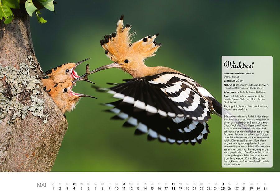 Bild: 9783966648370 | Unsere Gartenvögel Kalender 2025 | Kalender | 14 S. | Deutsch | 2025