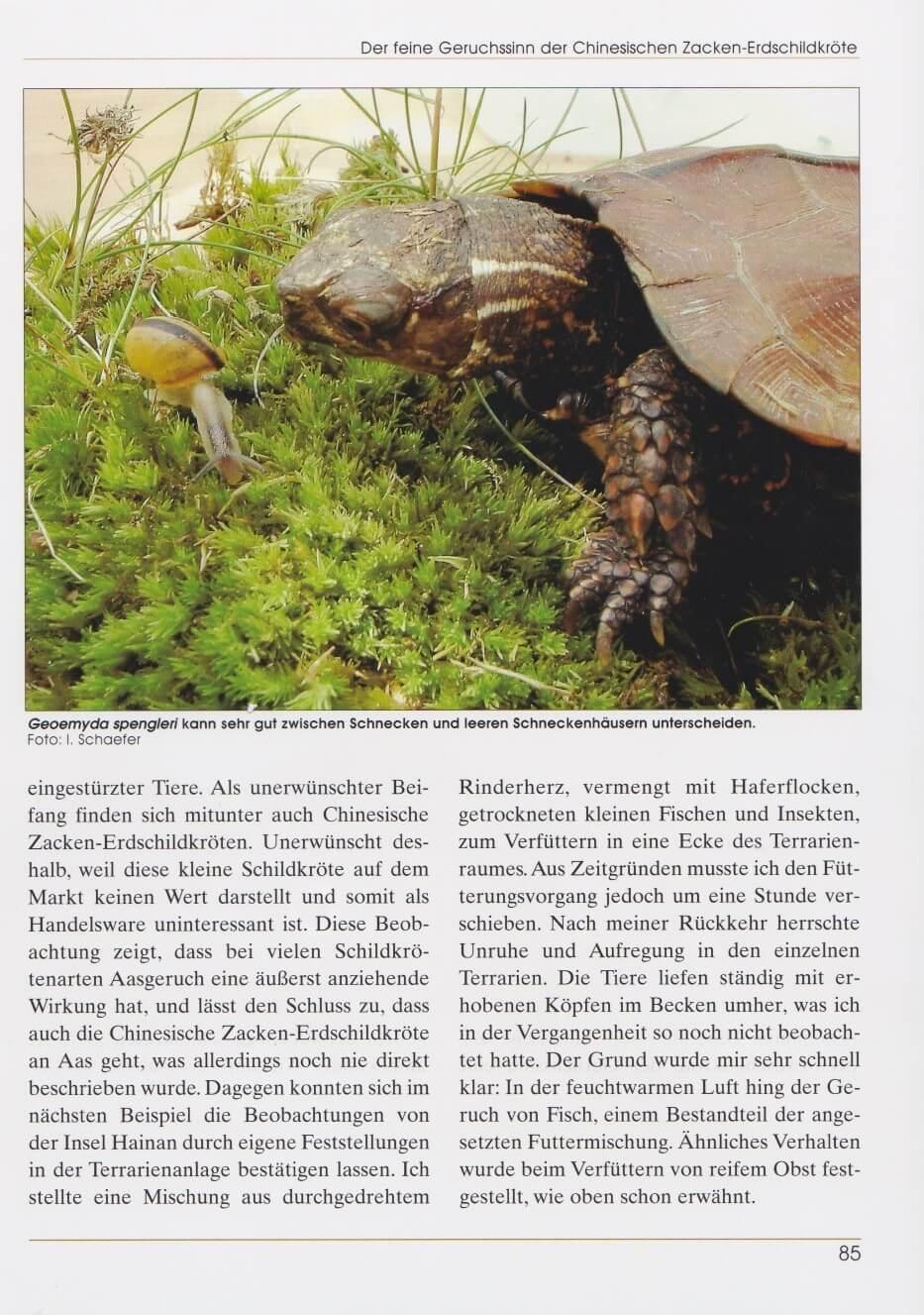 Bild: 9783937285504 | Zacken-Erdschildkröten | Ingo Schäfer | Buch | Terrarien Bibliothek