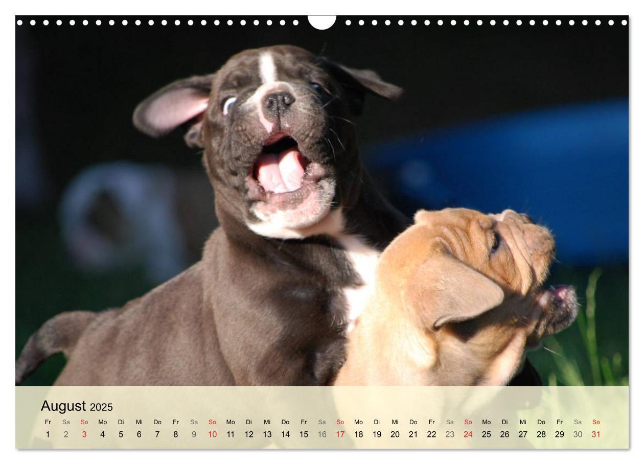 Bild: 9783435729296 | Bulldoggen-Kindergarten (Wandkalender 2025 DIN A3 quer), CALVENDO...