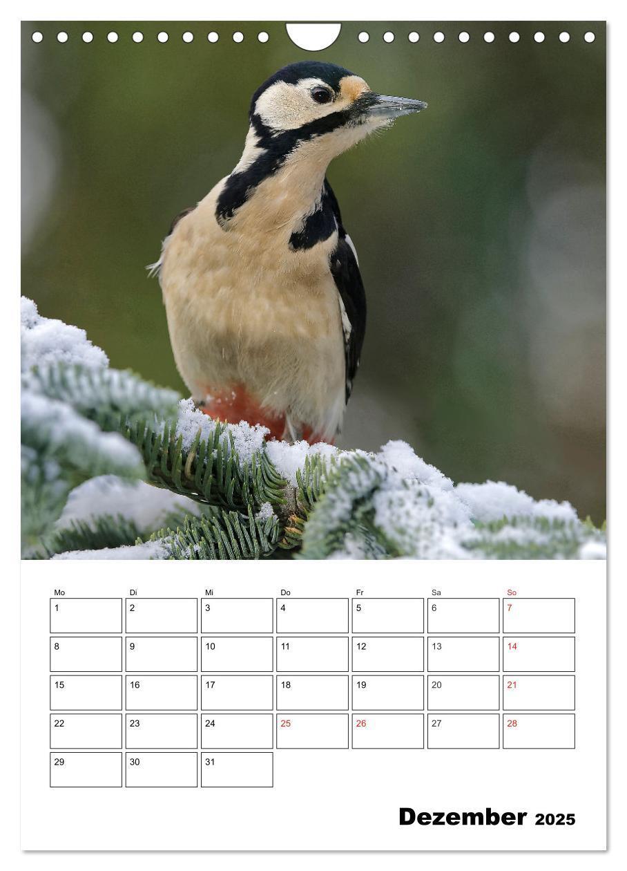 Bild: 9783457024195 | Bezaubernde Vögel im heimischen Garten (Wandkalender 2025 DIN A4...