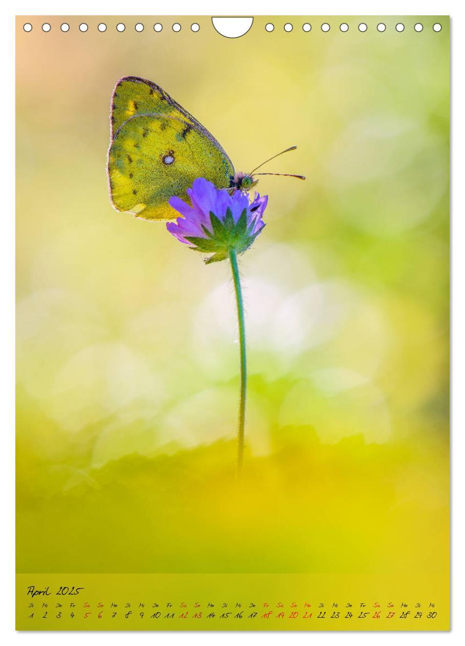 Bild: 9783435976652 | Kunterbuntes Gartenleben - Schmetterlinge in Gärten und Parks...