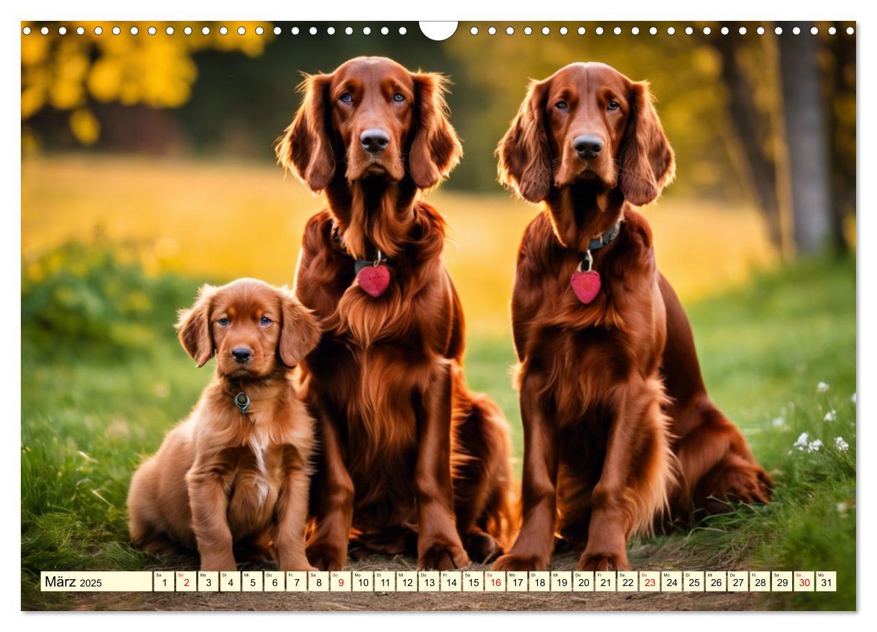 Bild: 9783435011728 | Irish Setter - Anmut pur (Wandkalender 2025 DIN A3 quer), CALVENDO...