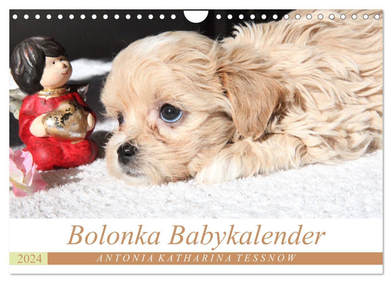 Cover: 9783675574359 | Bolonka Babykalender 2024 (Wandkalender 2024 DIN A4 quer), CALVENDO...