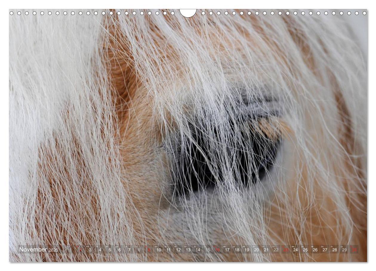 Bild: 9783435753185 | Haflinger Schönheiten (Wandkalender 2025 DIN A3 quer), CALVENDO...