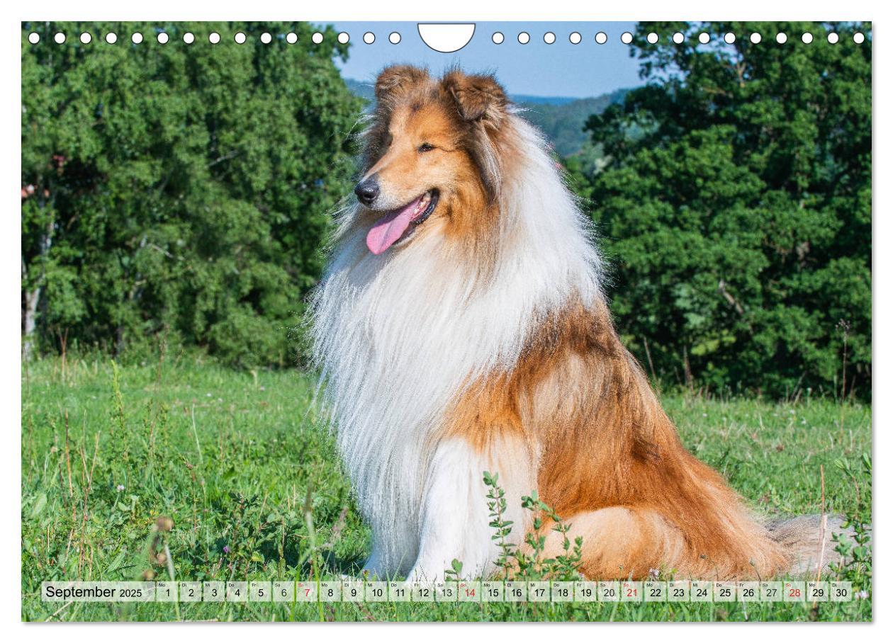 Bild: 9783435312528 | Collie - Das Glück hat 4 Pfoten (Wandkalender 2025 DIN A4 quer),...