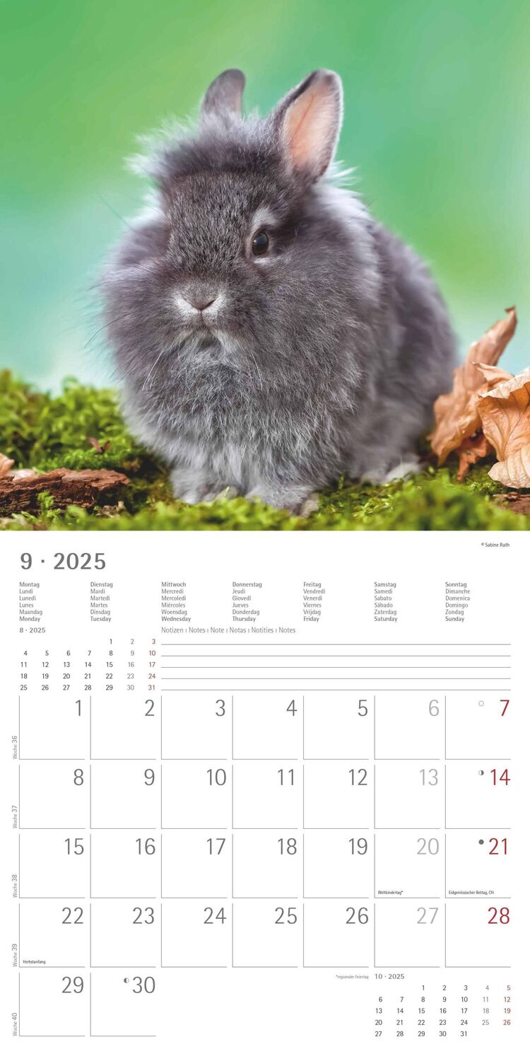 Bild: 4251732340766 | Kaninchen 2025 - Broschürenkalender 30x30 cm (30x60 geöffnet) -...