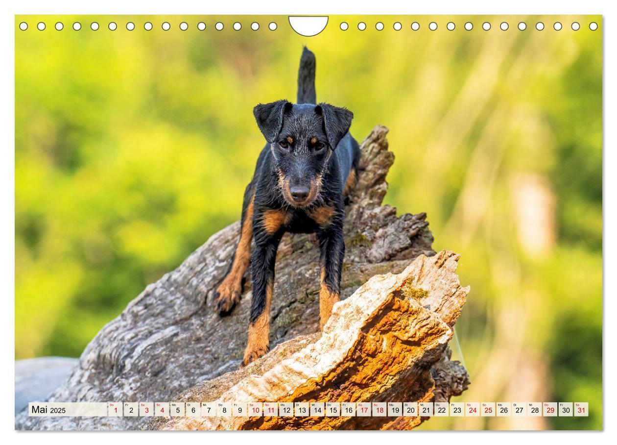 Bild: 9783457190043 | Deutscher Terrier - ein leidenschaftlicher Jäger (Wandkalender 2025...